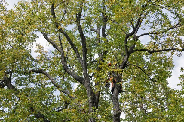 Best Aeration Services  in Long Lake, MN